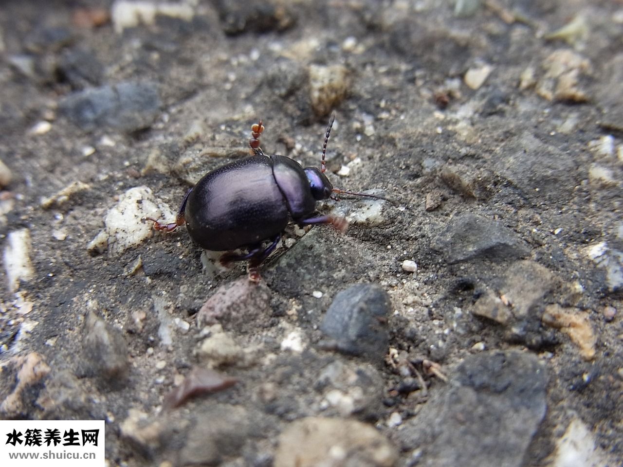 被子長(zhǎng)蟲怎么辦