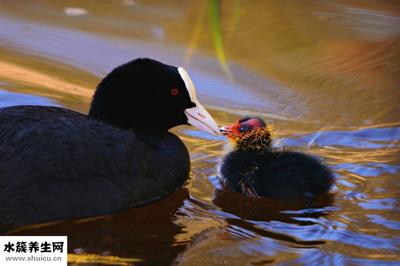 長毛貂絨毛衣怎么洗