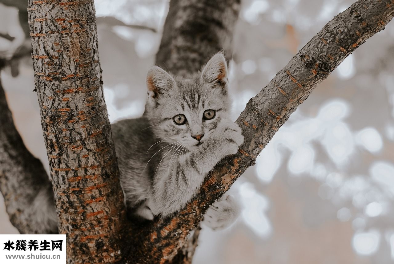 小貓漲肚怎么辦