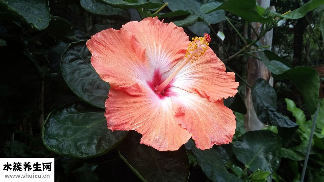 怎么用直發棒卷劉海