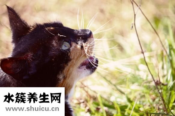 怎么知道是否有螨蟲