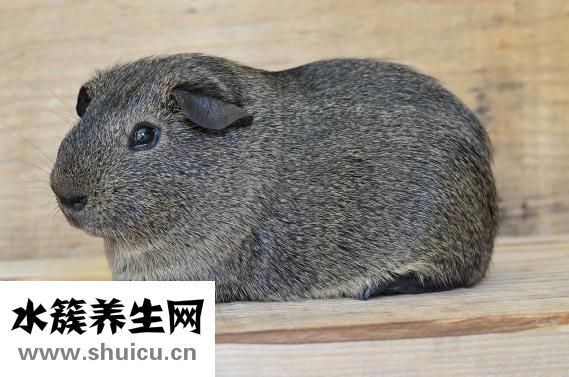 荷蘭豬脫毛怎么辦