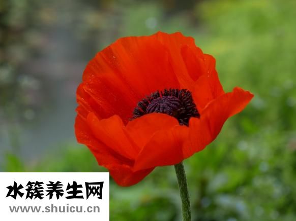 嬰兒拉稀水怎么辦