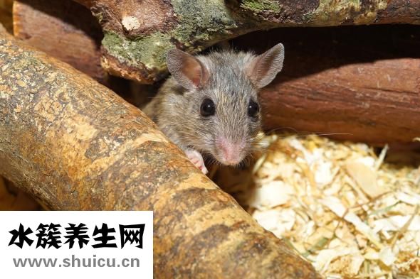 果蠅卵怎么殺死