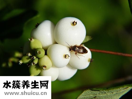 黃鱔骨頭湯怎么做