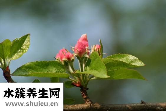 銀杏樹怎么繁殖