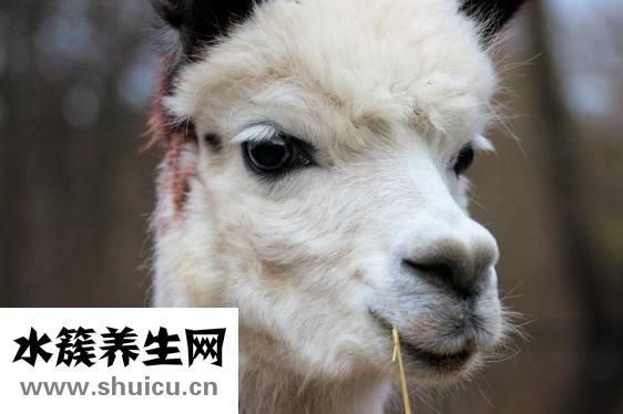 灘羊毛皮草怎么清洗