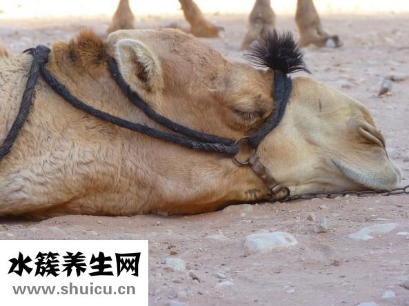 鳳尾魚下崽后怎么養(yǎng)