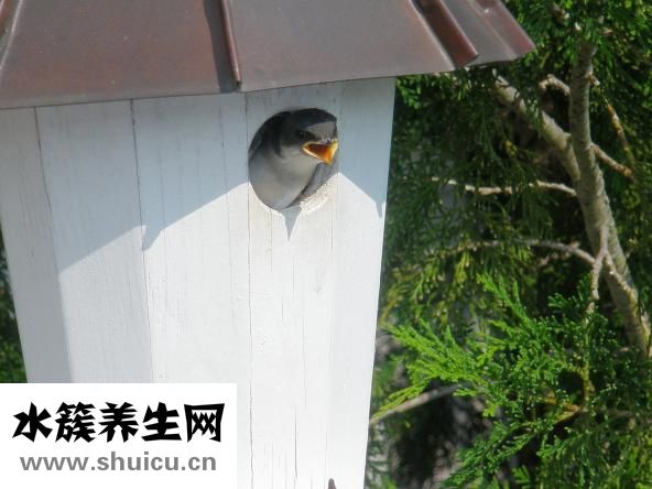 嬰兒肚圍怎么用