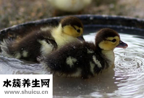 小鴨是怎么孵出來的