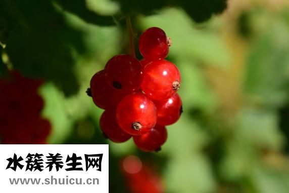 垂吊海棠怎么種