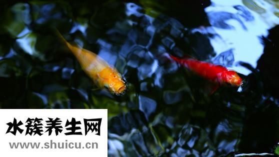 錦鯉魚苗怎么選