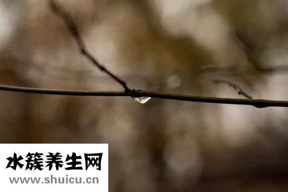 愛之玫瑰花怎么用