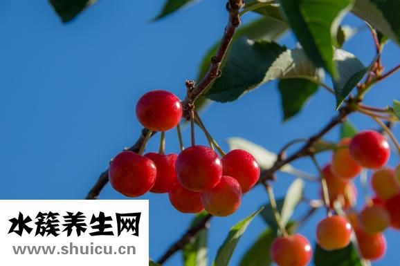 桑堪怎么吃去寒性