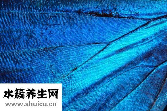 狗怎么檢查弓形蟲