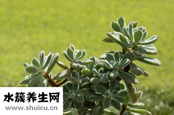 鷹叫聲怎么形容