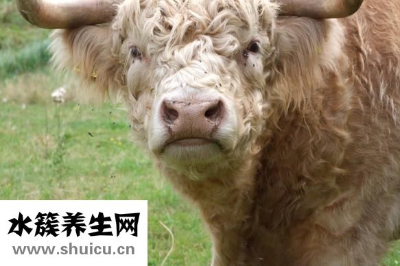 干的綠豆粉皮怎么吃