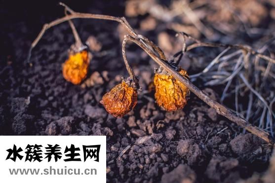 苤藍(lán)怎么腌制