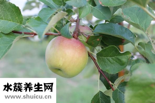 立秋下雨怎么辦