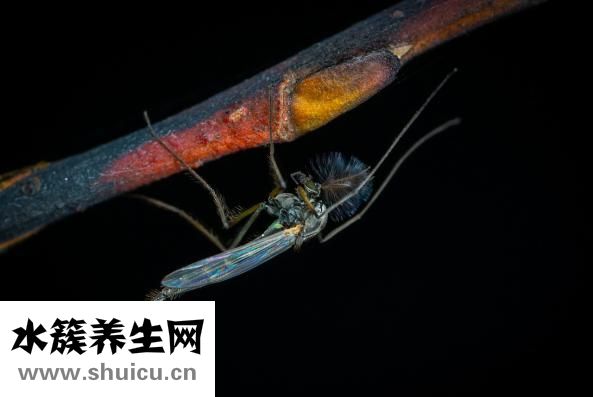 被臭蟲吸血了怎么辦