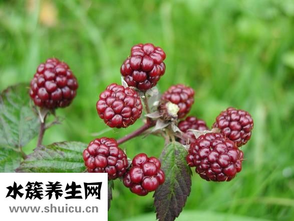 桑堪怎么吃去寒性