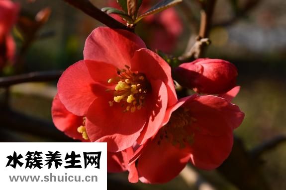 怎么按摩豐胸比較好