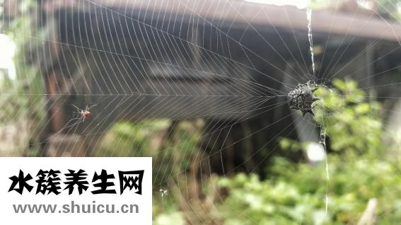 被臭蟲吸血了怎么辦