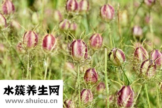 漢堡中的雞肉怎么做