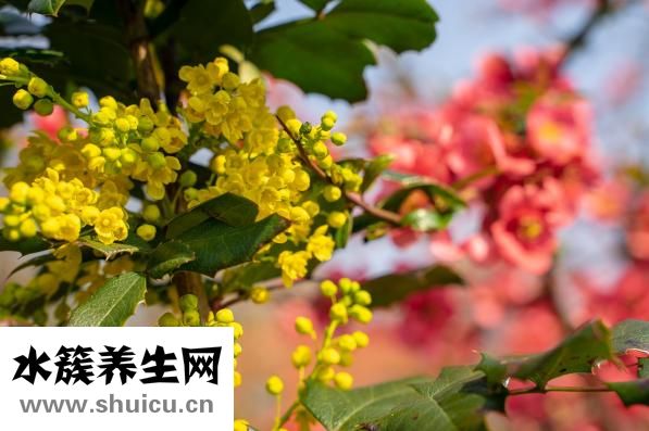 怎么做木瓜燕窩