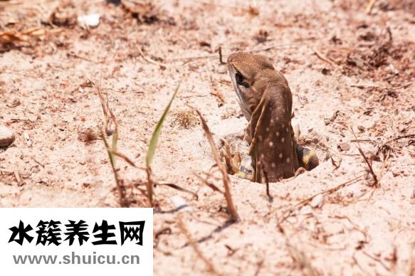 冬天腳癢怎么治