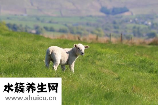 羊霖肉怎么吃好