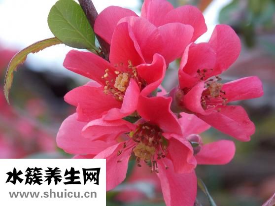 怎么做木瓜燕窩