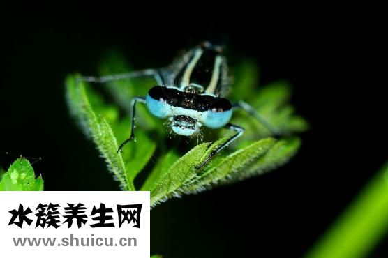 被小黃蜂蟄了怎么辦