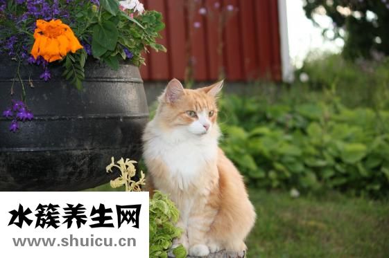 驅蟲一粒清怎么吃