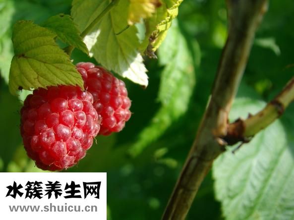 桑堪怎么吃去寒性