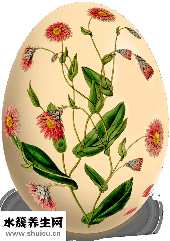 雞蛋怎么受精的