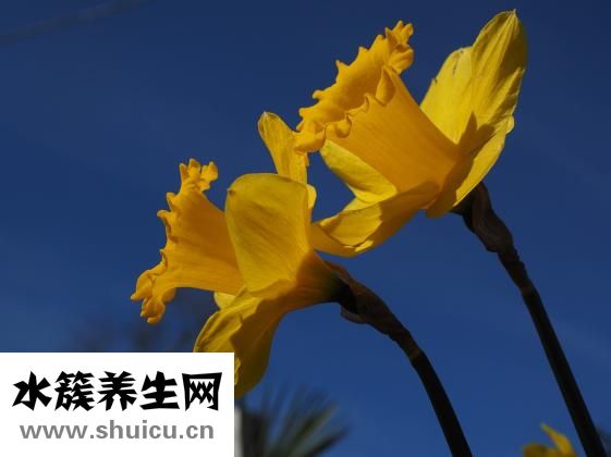 泰迪吐黃水怎么回事