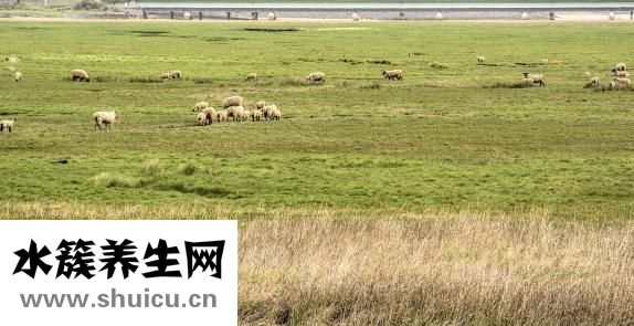 灘羊毛皮草怎么清洗