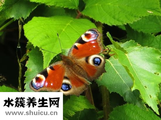 晚上踢被子怎么辦