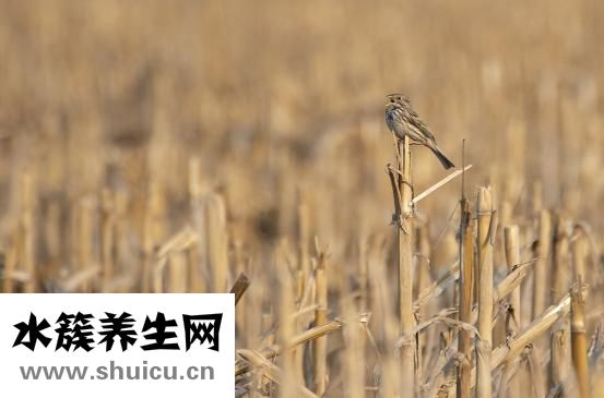 燕麥片長蟲怎么辦