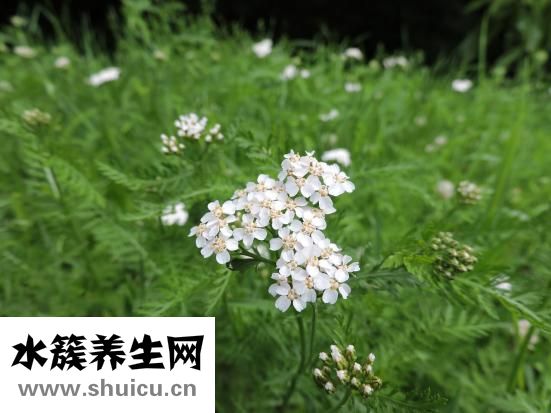 仙人球怎么結果