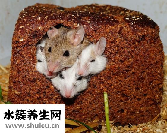 輸卵管再通術(shù)怎么做