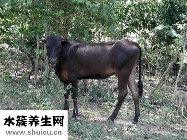 干的綠豆粉皮怎么吃