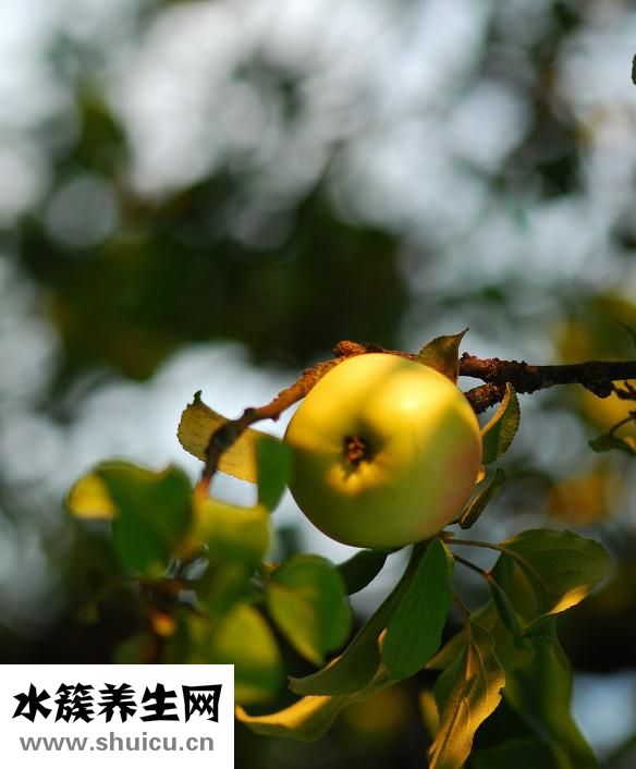 毛肚黃喉怎么保存