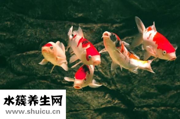 錦鯉魚苗怎么選