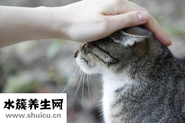 驅蟲一粒清怎么吃