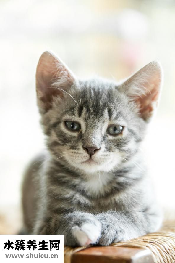 給貓咬了怎么辦