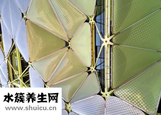 怎么消滅夾板蟲(chóng)