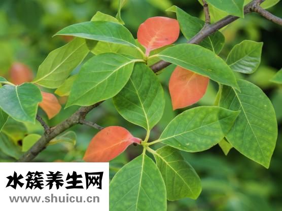 怎么做艾葉肚圍