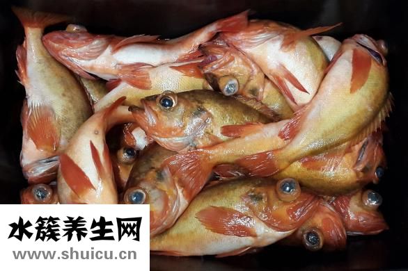 鮪魚罐頭怎么吃